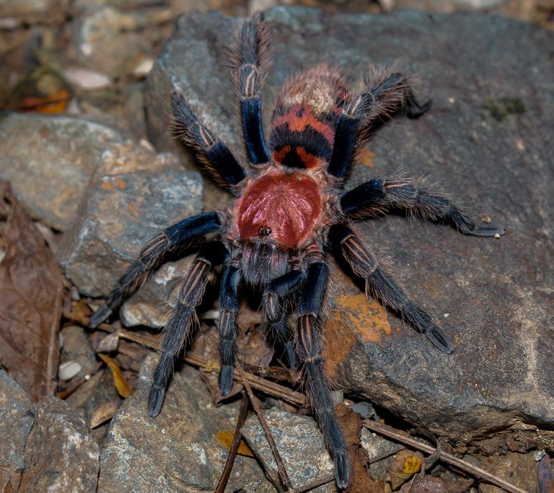 Pająk/Ptasznik Davus pentaloris