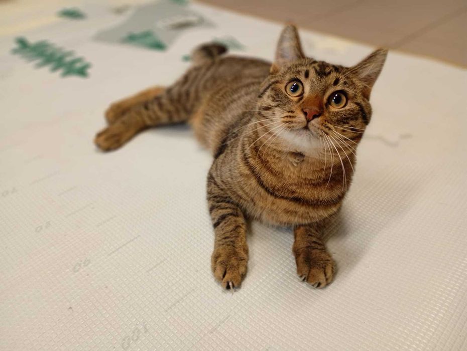 Myrciu- młody kocurek do adopcji