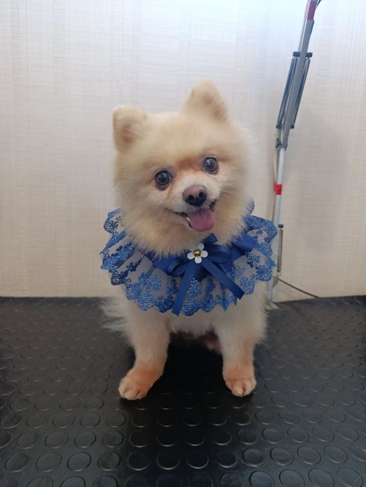 Померанський шпиц шукає подругу