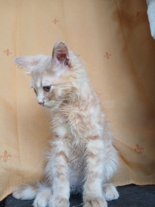 Котенок в хорошие руки!