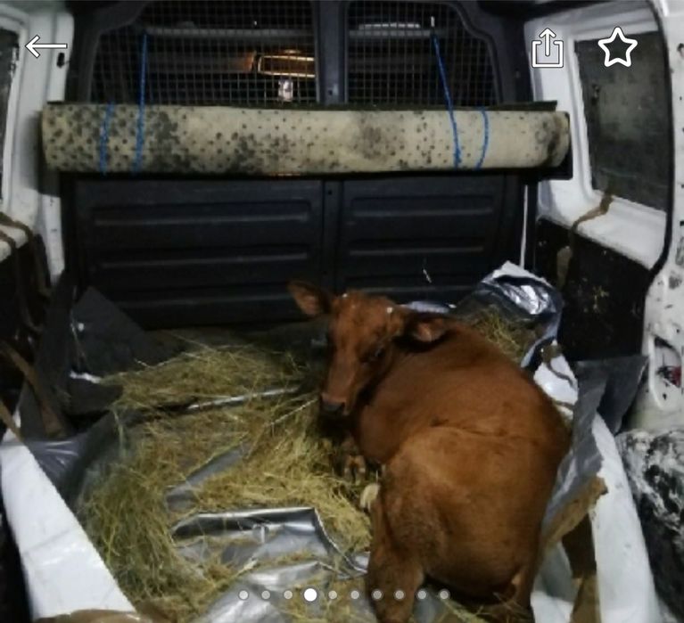 ЗООТАКСИ!Доставка животных.Перевозка собак,кошек,пони,телят,коз и т.д.