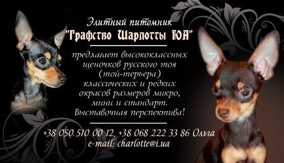 Девочка мини-стандарт, перспективная, отЧемпионов! Док.КСУ,чип,привита