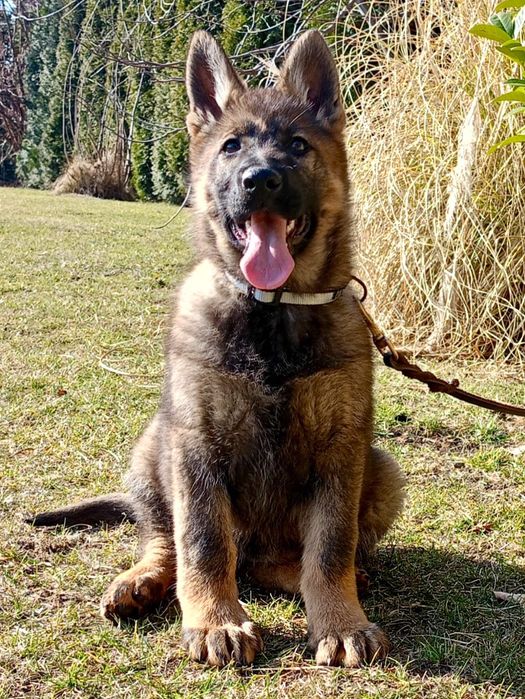 Owczarek niemiecki  linia użytkowa FCI