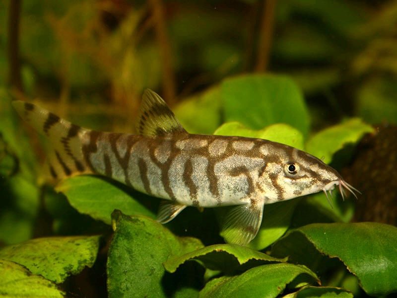 Боція Мармурова, розмір 11-12 см