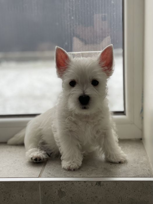 Вестх Хайленд Вайт терєр