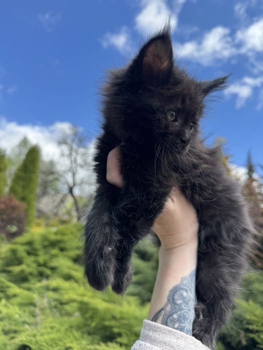Мейн-Кун Медвежонок Девочка с Гривой ,Black Solide,котята
