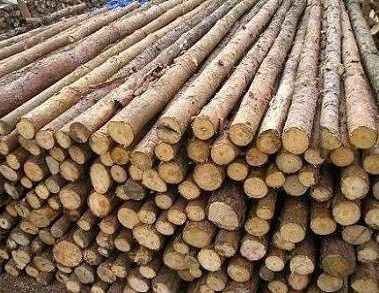 Drewno sosnowe paliki słupki tyczki stemple sosna wałki dowóz transpor