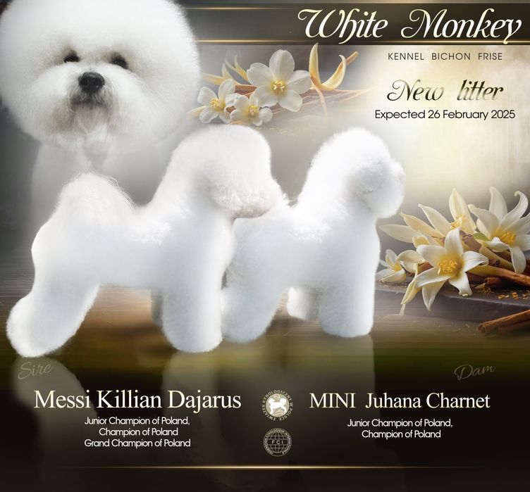 Piękna i wyjątkowa dziewczyna bichon frise FCI ZKWP