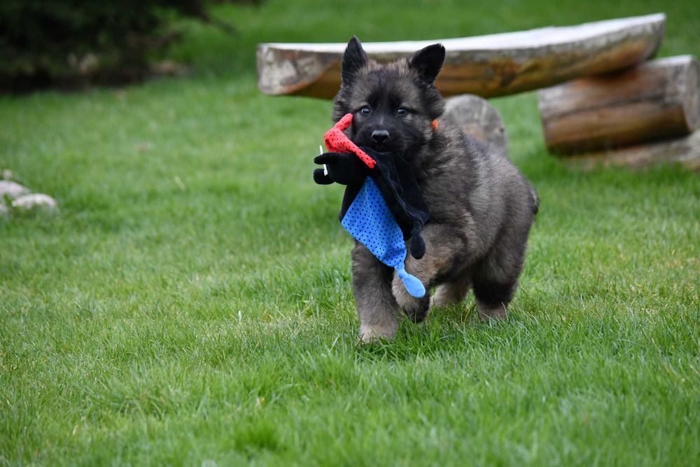 Owczarek Staroniemiecki dziewczynka wilczasta