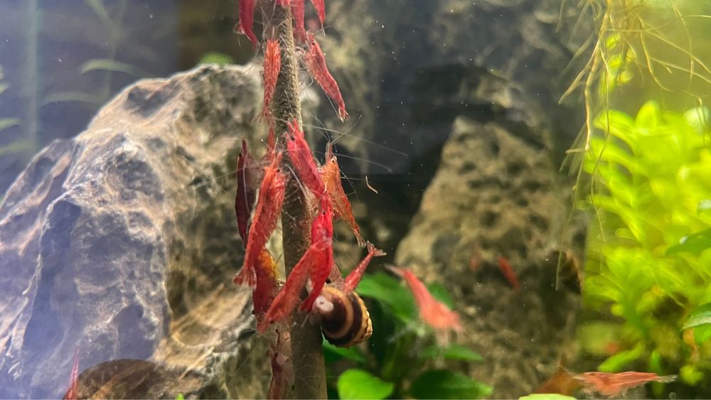 Camarões Neocaridina Red Cherry