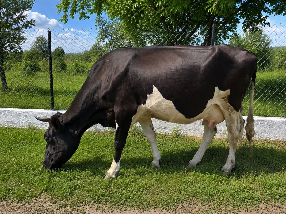 Продається корова