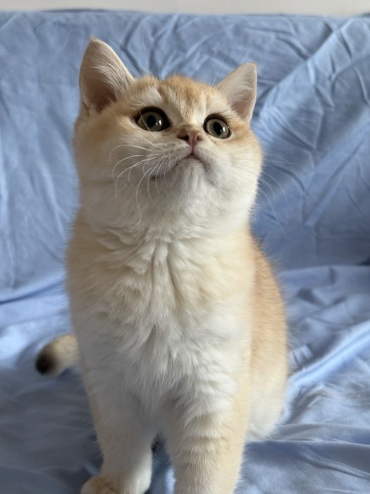 Chłopczyk brytyjski