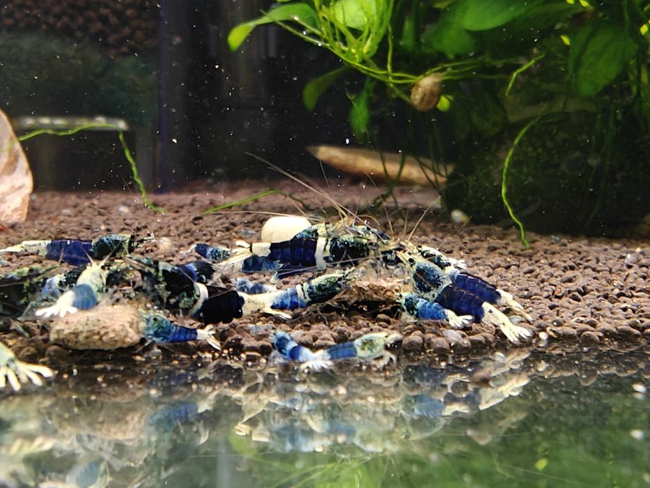 Krewetki Caridina Ocean Blue