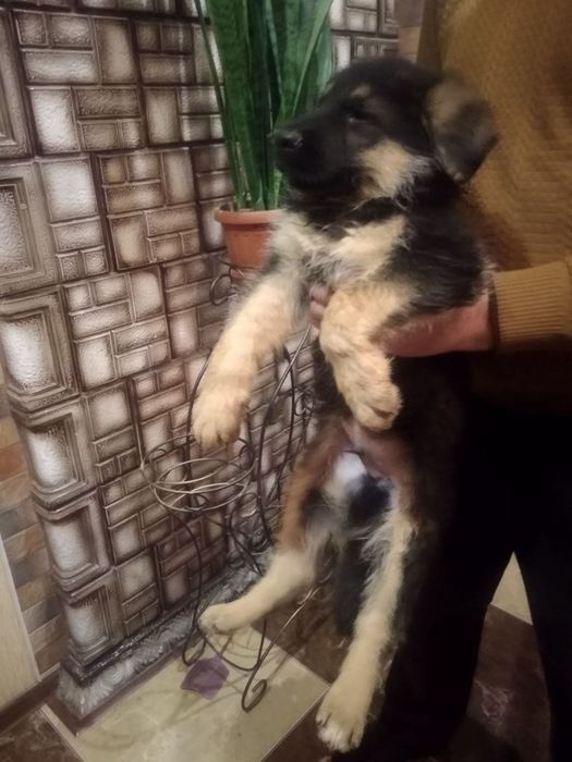 Продам цуценят Німців