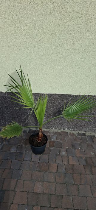 Palma Washingtonia Robusta