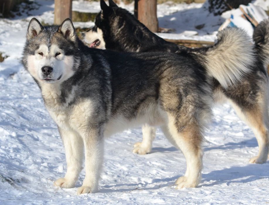 Alaskan Malamute ZKwP/FCI
