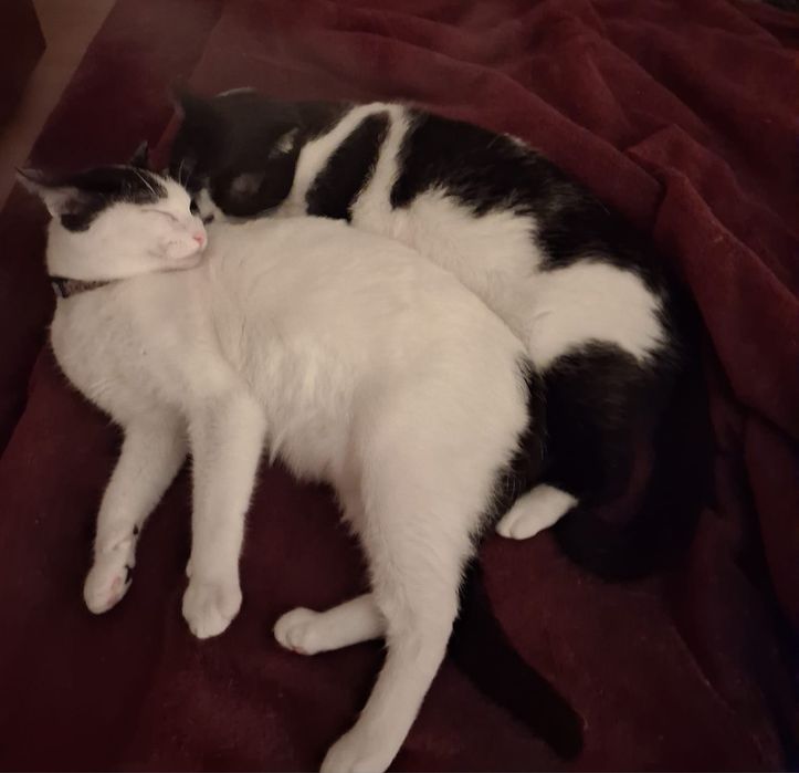 Gatinhos para adoção responsável