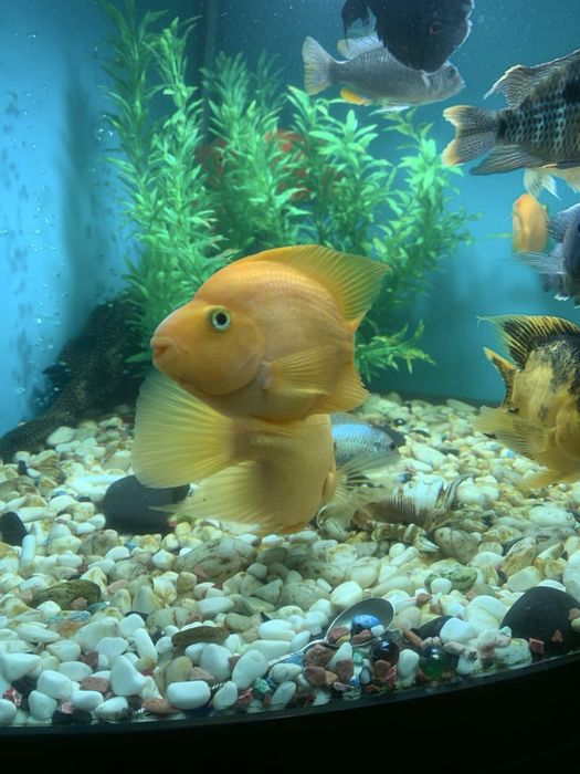 Пара трехгибридных попугаев