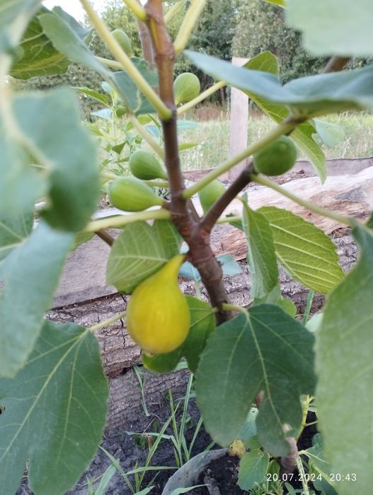 Інжир гранат актинідія