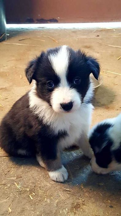 цуценята не породисті будуть до 10 кг безкоштовно