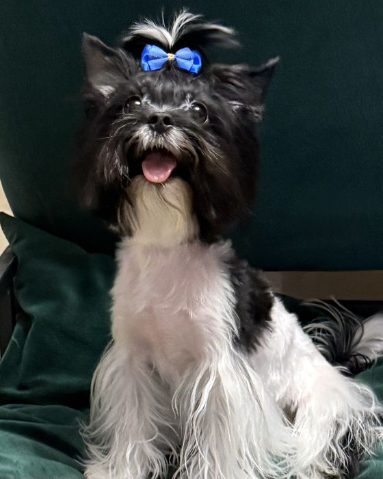 York  maleńki piesek z rodowodem Black & White Yorkshire Terrier Biewer