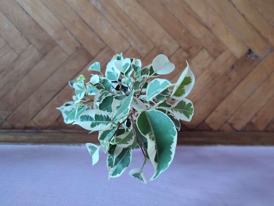 Фікус бенжаміна.