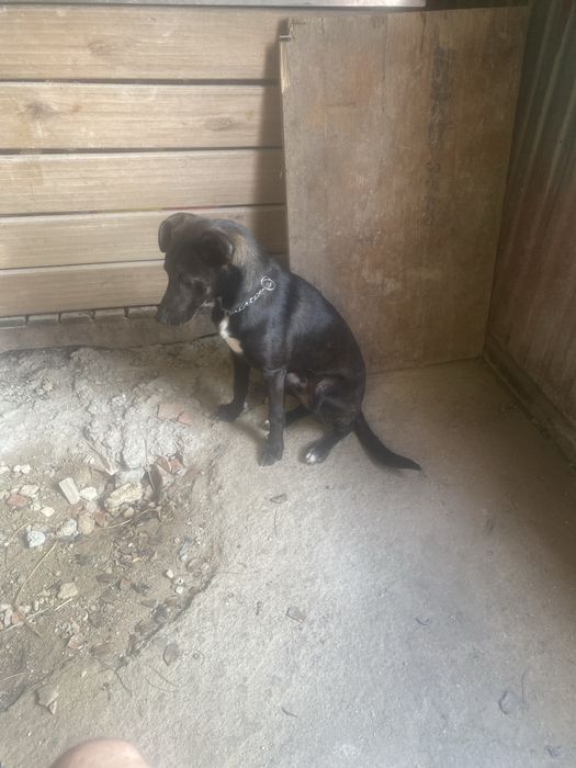 Dou Cão Raca Podengo