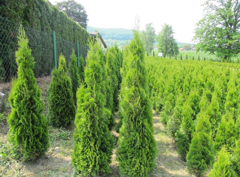 Tuja Szmaragd 60 – 240cm ( WYPRZEDAŻ ) rabat nawet do - 40%