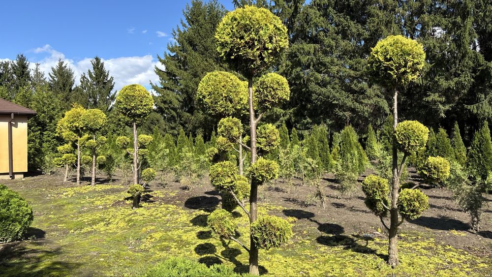 Formowna Thuja Rheingold Bonsai - Piękna ozdoba ogrodu!