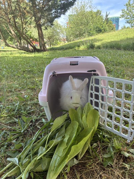 coelhos Coelhos com 8 meses, 5 meses e 3 meses de idade.