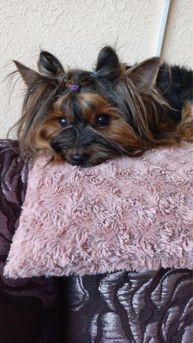 Девочка Йоркширский терьер ( бесплатно)