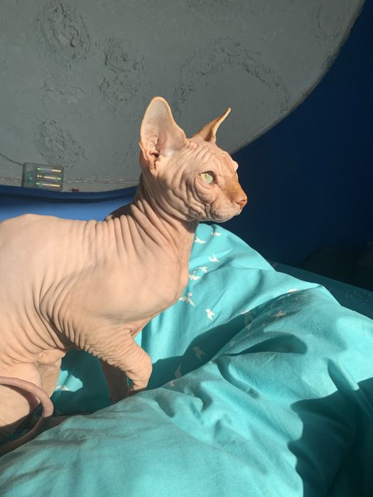 Канадский сфинкс , Вязка