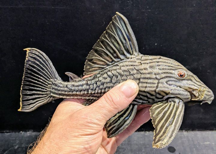 L190 Panaque Nigrolineatus