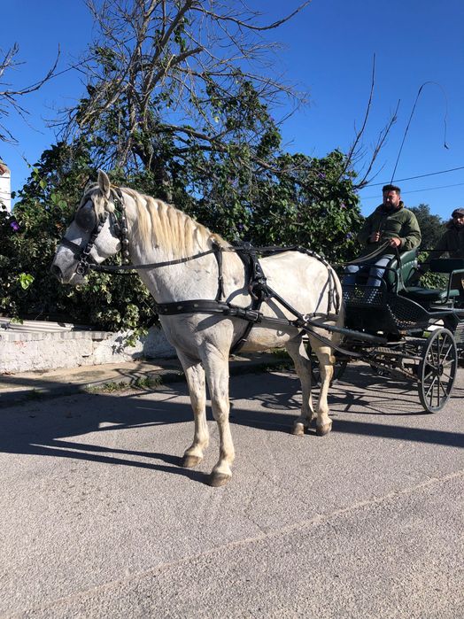 Vendo ou troco cavalo cruzada lusitano