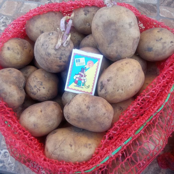 Посадкова картопля (рання) Рів'єра, Еволюшн, Мелоді