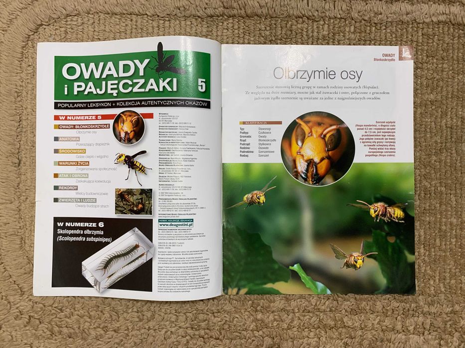 Prawdziwe owady i pajęczaki - gazetka nr 5 z kolekcji - szerszeń