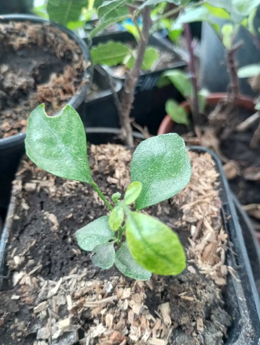 Рослина мурайа волотева