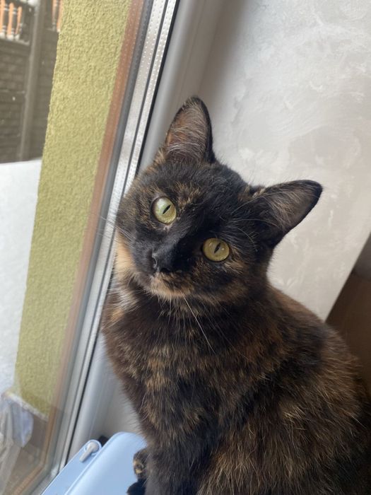 Віддам гарну кицю в добрі руки