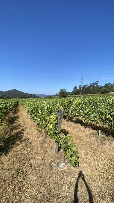 Vinhas Loureiro em Produção