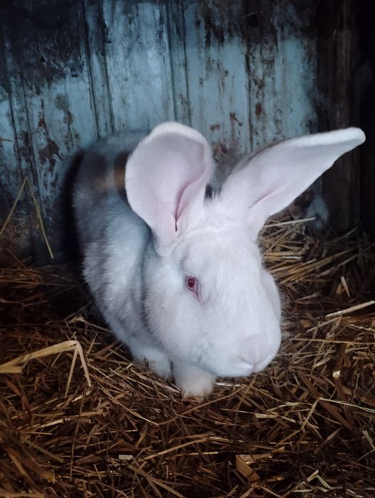 Samiec termondzki biały