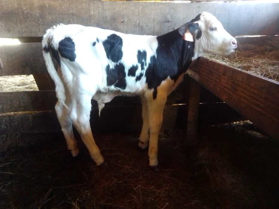 Vitelos Frísios Holstein, Angus e Limousine Oportunidade