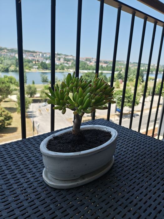 Bonsai orelha de Shrek