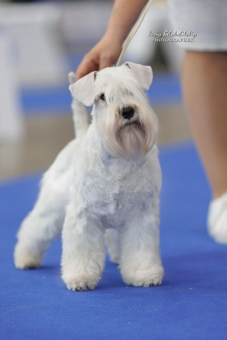 Щенок белого цвергшнауцера