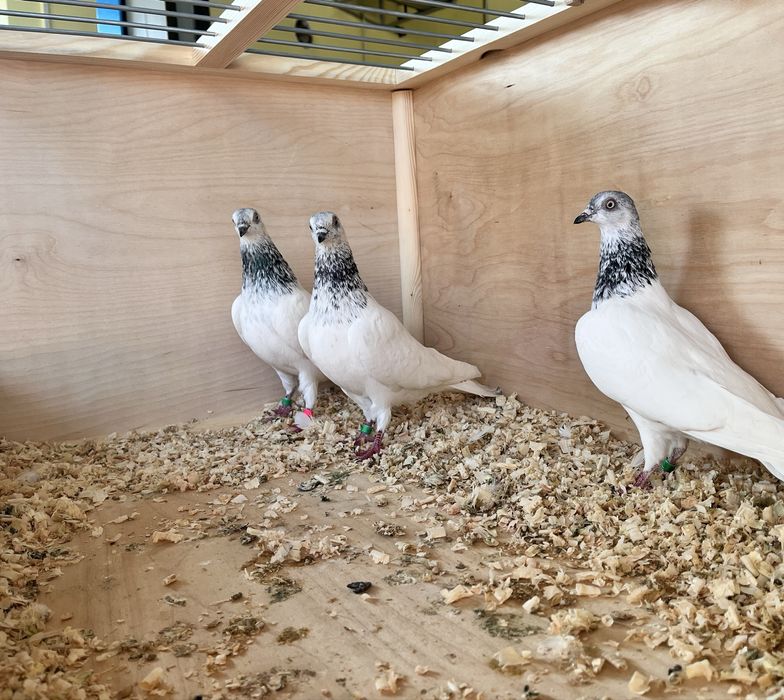 Budapeszty na wianku