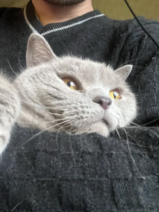 Кішка британська короткошерсна