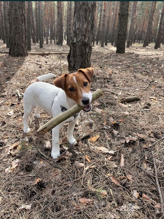 Джек рассел терьер