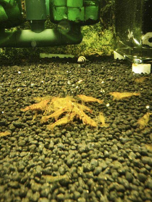 Caridina Tangerine Tiger