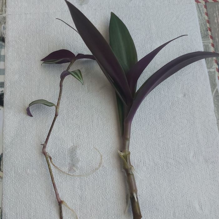 Reo meksykanskie , trzykrotka.