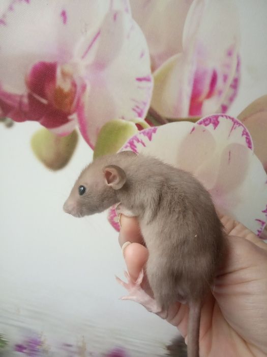 Дамбо стандарт добрі криси щурики Рекс крыса клетка доставка