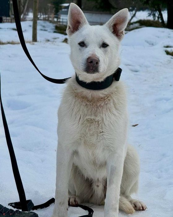 Арчі, метис, шукає дім